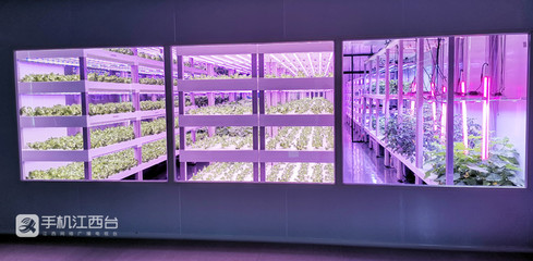 江西力源農業 創新模式，將農場“建在”超市，家門口的新鮮體驗